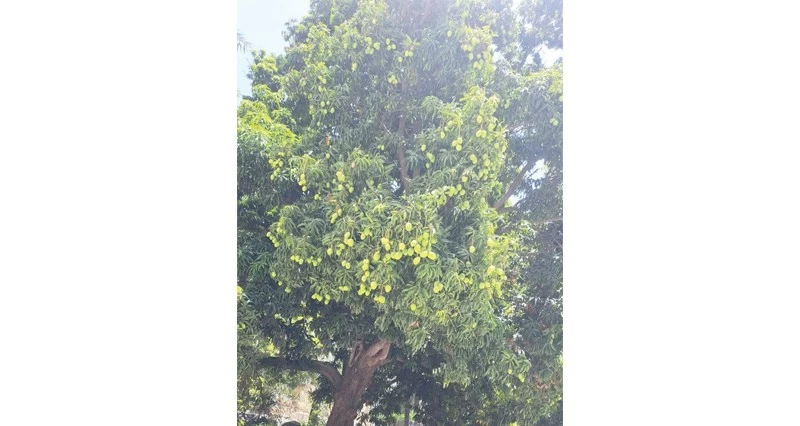 زراعة المانجو فـي قرية العلياء