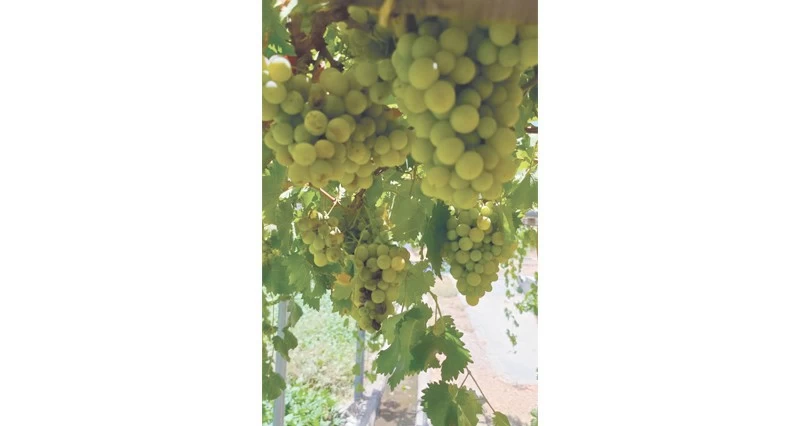 بدء قطاف العنب بالمضيبي