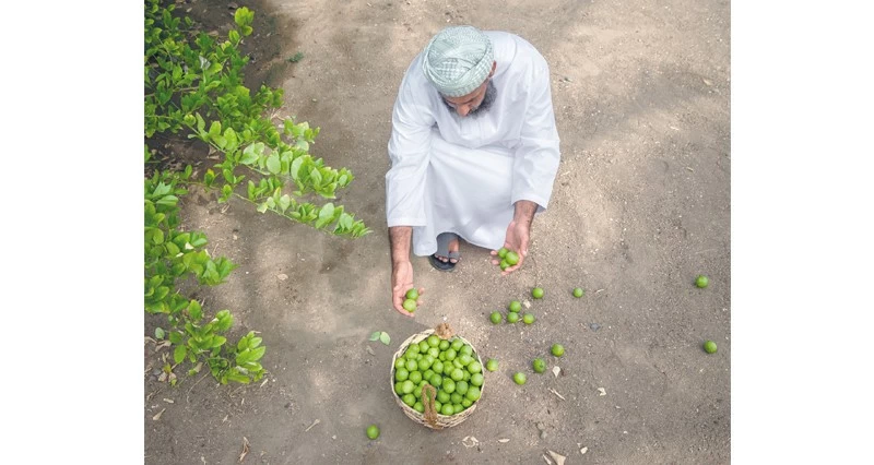 صور ضوئية تبرز حصاد &laquo;موسم القيظ&raquo;