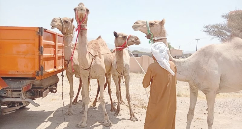 حملة لحجز الحيوانات السائبة بجعلان