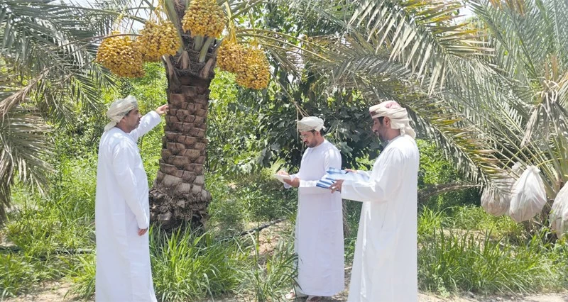 دراسة المتغيرات الجوية بمزارع النخيل فـي الظاهرة