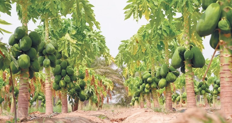 البابايا تعزز تنويع الإنتاج الزراعي فـي سلطنة عمان