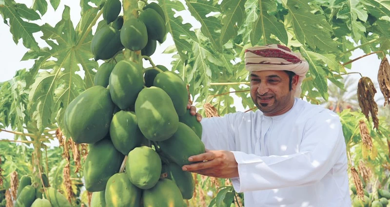 البابايا تعزز تنويع الإنتاج الزراعي فـي سلطنة عمان