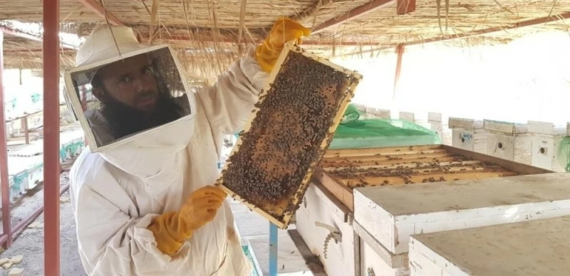 934 ألف كجم.. كمية إنتاج العسل المحلي والواردات تجاوزت 2.1 مليون ريال عُماني