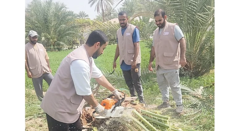 مكافحة سوسة النخيل الحمراء فـي عبري وينقل