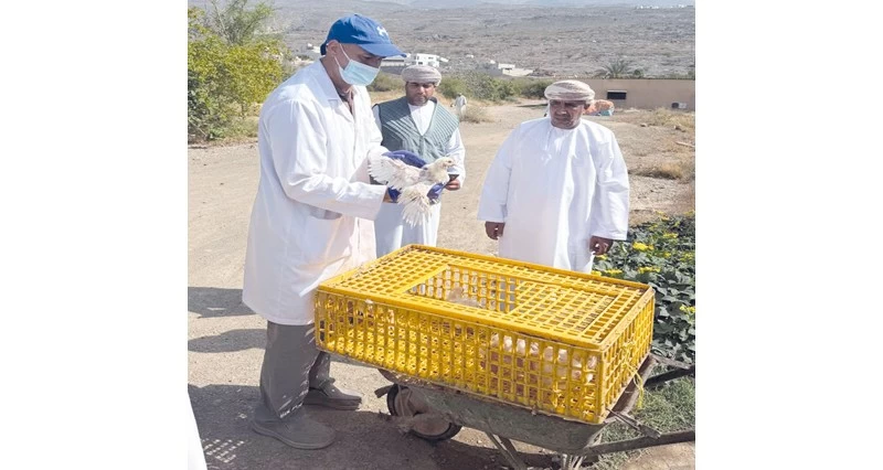 حماية المستهلك: زيارة رقابية لمواقع بيع الدواجن فـي بهلاء