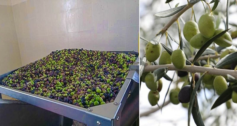 بدء حصاد الزيتون فـي الجبل الأخضر