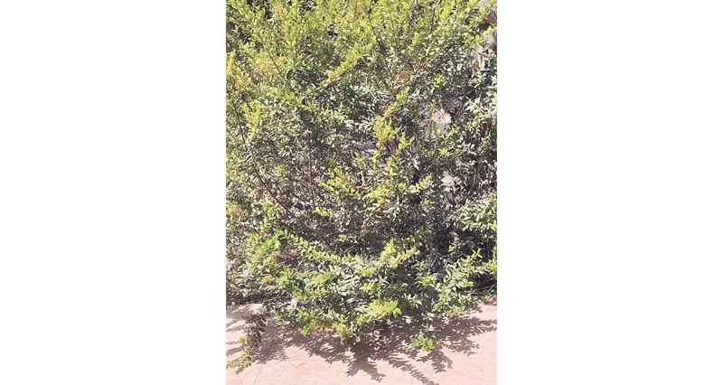 شجرة الياس
