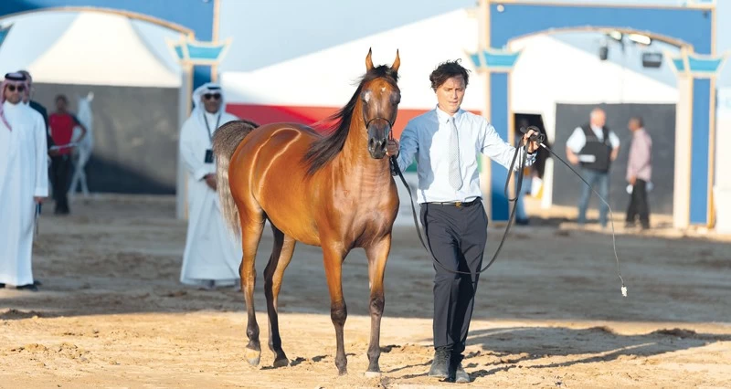 أصالة الموروث فـي &laquo;ظفار لجمال الخيل العربية&raquo;