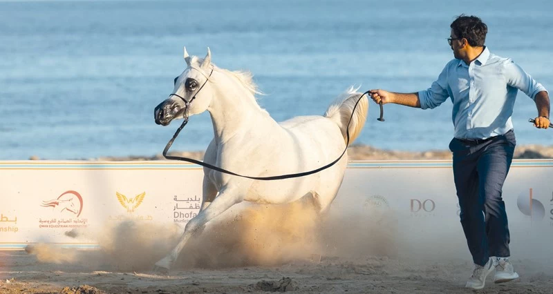 أصالة الموروث فـي &laquo;ظفار لجمال الخيل العربية&raquo;