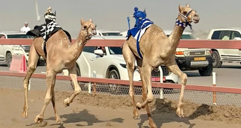 36 شوطا لـ&laquo;الحجايج&raquo; فـي انطلاق سباقات الهجن الأهلية بـ&laquo;البشائر والفليج&raquo;