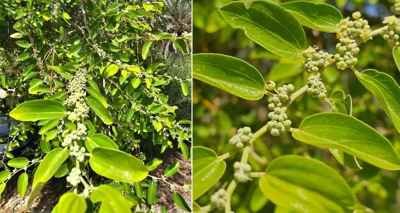 بدء موسم تزهير أشجار السدر
