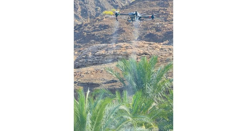 مكافحة &laquo;دوباس النخيل&raquo; فـي الرستاق
