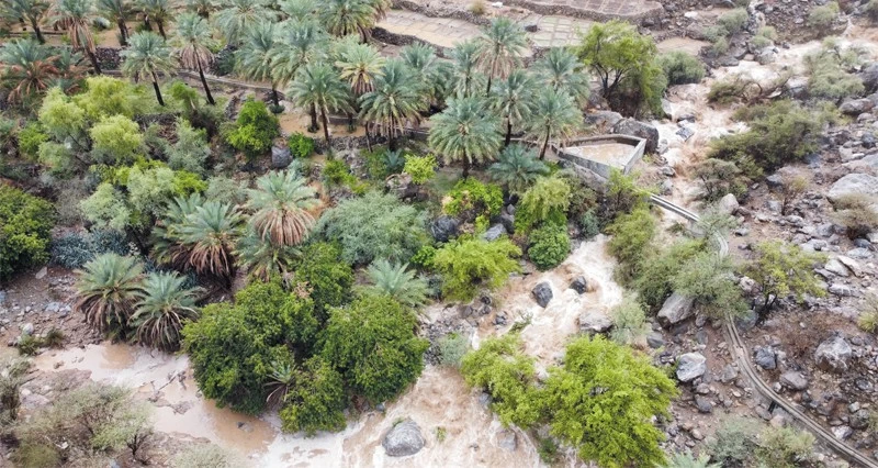حقول زراعية غناء فـي &laquo;الفيق&raquo;