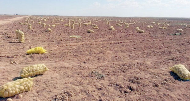 زراعة حقل ارشادي لـ(البطاطس) بمنطقة النجد (حنفيت) بولاية ثمريت 