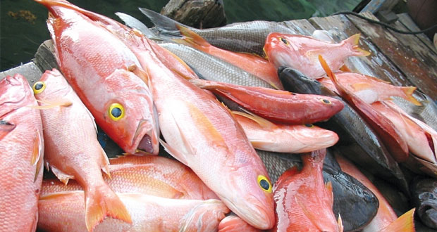 إحصائيات حديثة تكشف عن انخفاض عائدات القطاع السمكي في السلطنة بنسبة 4.5% نهاية سبتمبر الماضي 