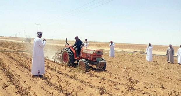 توقعات بإنتاج 6 آلاف طن من محصول البطاطس بمنطقه النجد في الموسم الزراعي الحالي