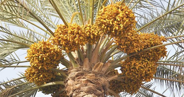 "القيظ" يجود بتباشيره على السلطنة.. و(النغال) و(البطاش) أولى الثمار