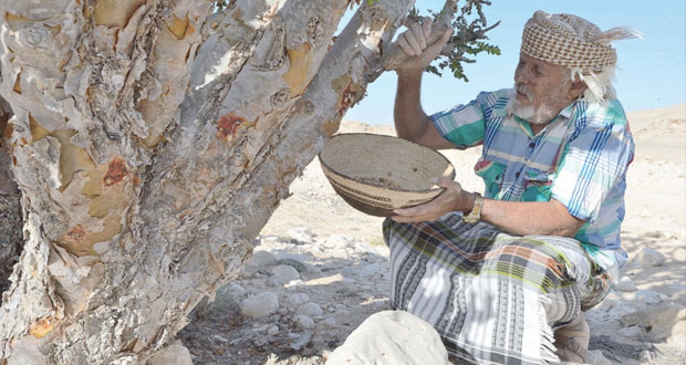 لبان ظفار.. علاج وتجميل وقداسة في الحضارات القديمة