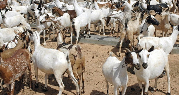 تربية الماعز المحلي تلقى إقبالاً من مربي الثروة الحيوانية