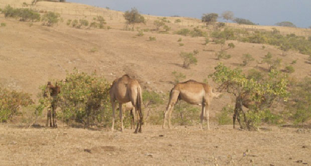  السلطنة تحتفل باليوم العالمي لمكافحة التصحر 