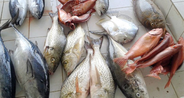 تواصل تزويد الأسواق المحلية بكميات من الأسماك الطازجة والمجمدة