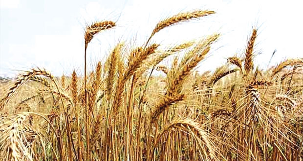  "60ر1577" فدان مساحة مزارع القمح والإنتاج "1954,48" طناً خلال الموسم الزراعي 2013/2014 