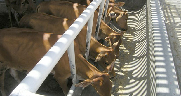 مشاريع تربية الأبقار تلقى دعما وتشجيعا في مختلف ولايات السلطنة