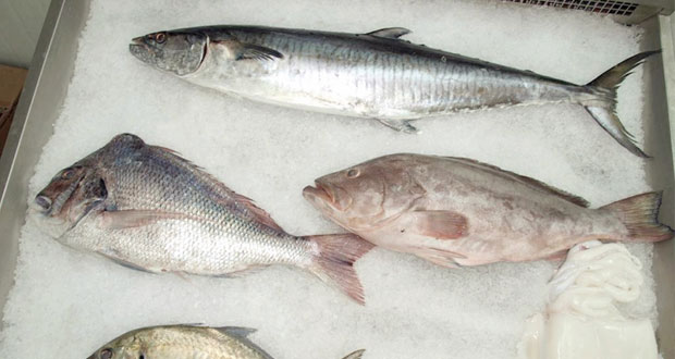 طرح كميات من الأسماك الطازجة والمجمدة في مختلف الأسواق