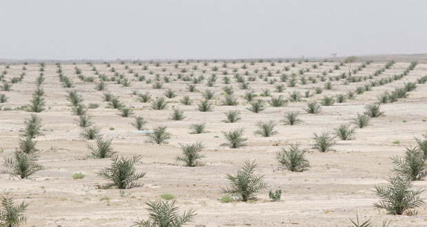 ضمن (مشروع المليون).. زراعة 600 ألف نخلة في عشر مزارع مختلفة