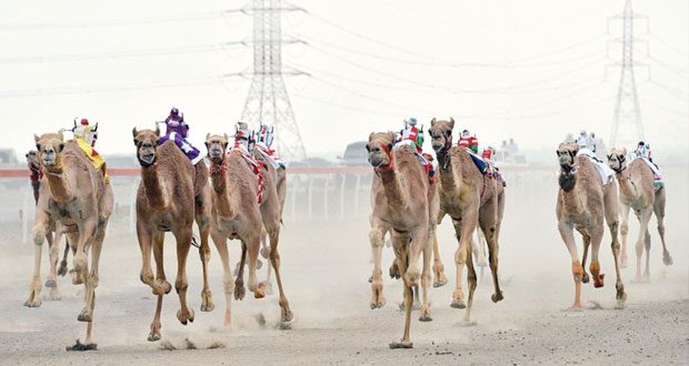 اليوم .. انطلاق فعاليات السباق العام للاتحاد العماني لسباقات الهجن بمضمار الفليج