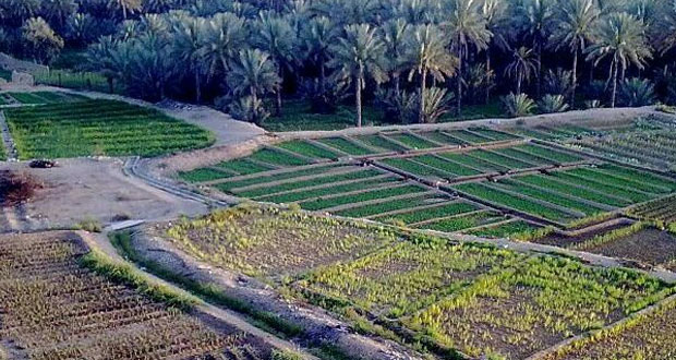 فلج بنى ربيعة تاريخ وعراقة 