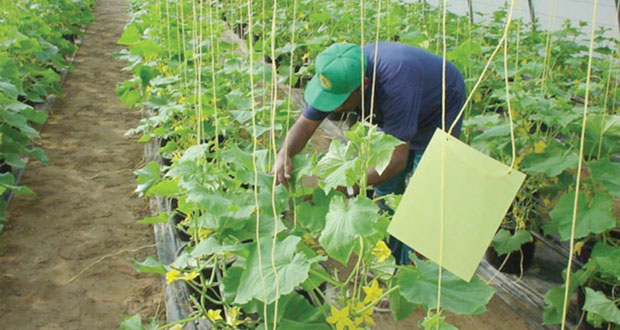 دراسة جديدة حول التنمية المستدامة في القطاع الزراعي