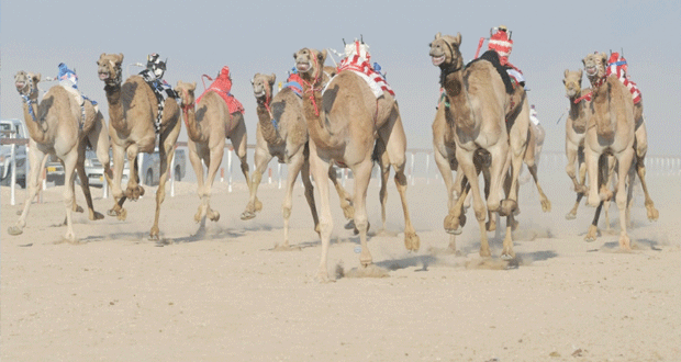 تضمير وتدريب الهجن أول رياضة عمانية ترفد الميادين الخليجية بمحترفين ذوي الخبرة العالية والحنكة الكبيرة