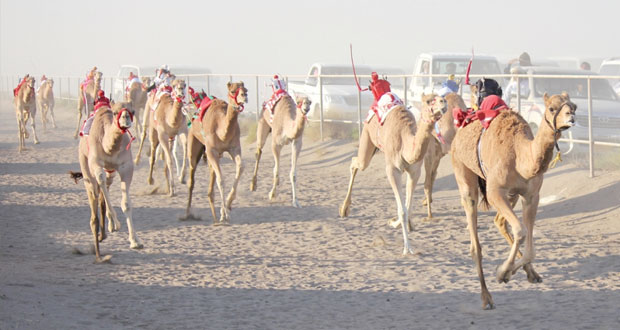 عشرة أشواط مثيرة في سباق الهجن بميدان الوهرة ببركاء