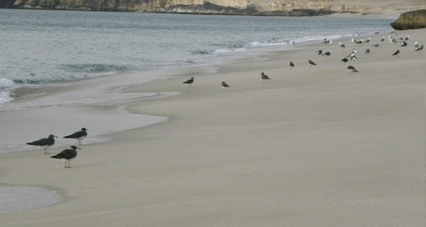 انضمام السلطنة إلى الاتفاقية الدولية لوقاية النباتات ومنظمة وقاية النباتات في الشرق الأدني