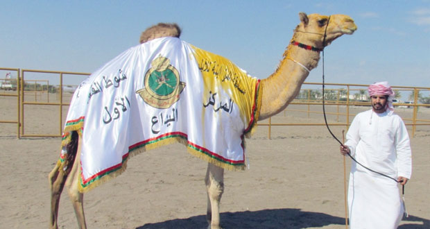 اليوم.. إسدال الستار على مسابقة المزاينة للهجانة السلطانية