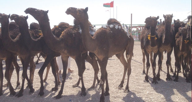 إعلان نتائج فعاليات مسابقة المحالبة بولاية ثمريت 