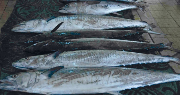 إنزال 1000 كيلوجرام من الأسماك خلال اليوم الواحد بسوق الأسماك بسوق شناص