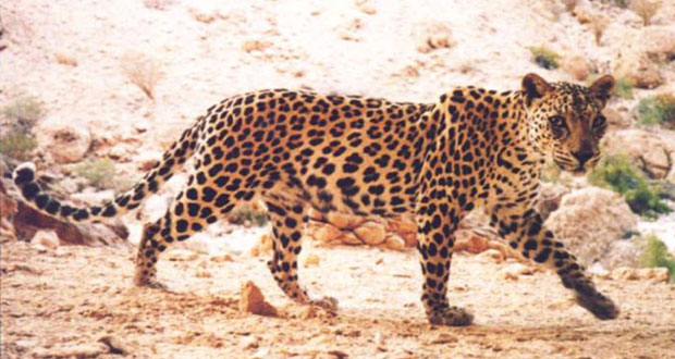  السلطنة تتفرد بإنجازات هامة في مجال العمل البيئي باعتباره احد المقومات الأساسية للتنمية الاقتصادية والاجتماعية