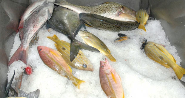 الساجواني يصدر قرارا بتنظيم صادرات السلطنة من الأسماك وتحديد أنواعها 