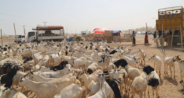قبيل العيد.. وتيرة الشراء ترتفع في سوق المواشي في المعبيلة الجنوبية