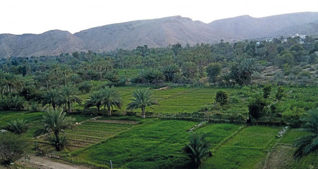 "حيل الغاف".. قرية زراعية بمقومات سياحية ومركز تجاري لتسويق منتجاتها
