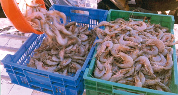 ثروات بحرية متنوعة ودور رقابي لـ "الزراعة والثروة السمكية" في مواسم الصيد