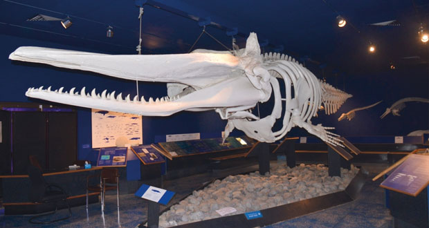 "متحف التاريخ الطبيعي" روعة التباين في معالم البيئة العُمانية