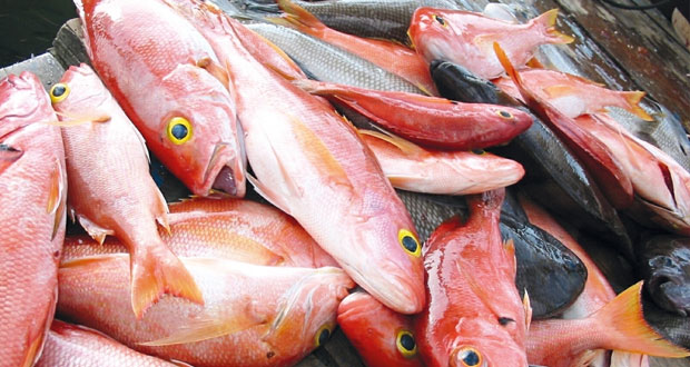 أكثر من 211 ألف طن إجمالي الإنتاج السمكي بالسلطنة العام الماضي