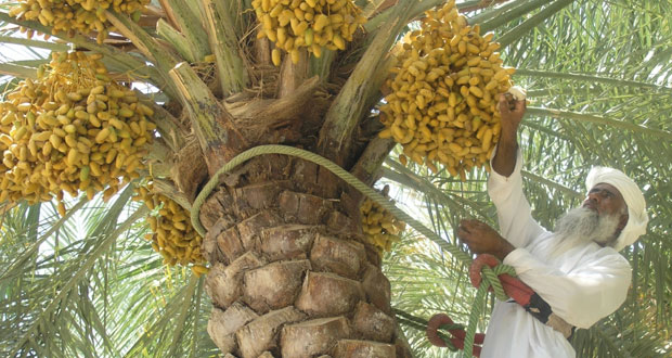 السلطنة تشارك الدول العربية الاحتفال بيوم الزراعة العربي