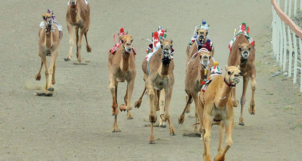 انطلاق فعاليات السباق العام التأهيلي الذي يقيمه الاتحاد العماني لسباقات الهجن.. الثلاثاء القادم