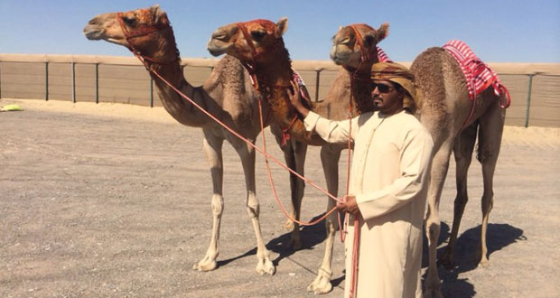 مضمر الهجن راشد بن سالم الغيلاني .. مسيرة مضمر ناجحة وخبرات متوارثة عبر الاجيال