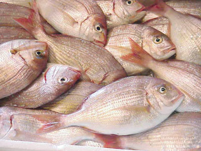 أكثر من مليونين ونصف المليون ريال عماني مبيعات سوق الجملة للأسماك في 2015